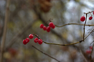 red berries on a branch in the autumn forest