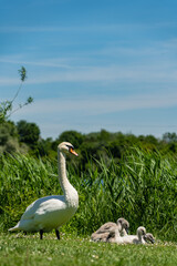 Obraz premium Swan and cygnets on green grass