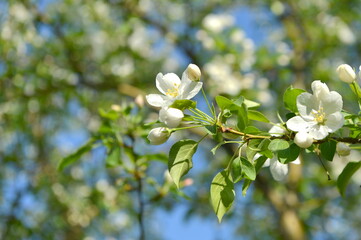 spring, flower, blossom, tree, nature, white, cherry, branch, apple, flowers, garden, bloom, plant, green, blooming, season, beauty, sky, leaf, blue, macro, petal, beautiful, blossoming, outdoors