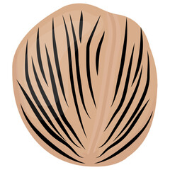 
Healthy dried walnut fruit used as a edible nut 
