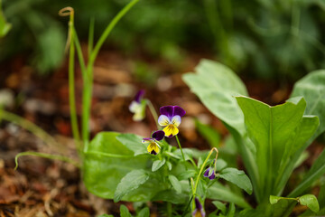 Vibrant delicate purple pansy flowers growing in vegetable garden