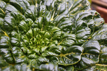Tatsoi aus biologischem Anbau mit leichten Fraßspuren im geflochtenen Korb mit einer Rosette aus kleinen, grünen Blättern