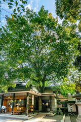 港区保護樹木指定、乃木神社の楷樹