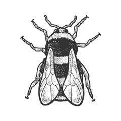 bumblebee bee insect sketch raster illustration