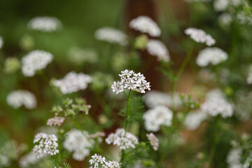 Coriander in flower in lush cottage garden. Herbaceous plant. Edible herb. Cilantro flowering.