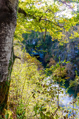 Obraz premium trees in the forest