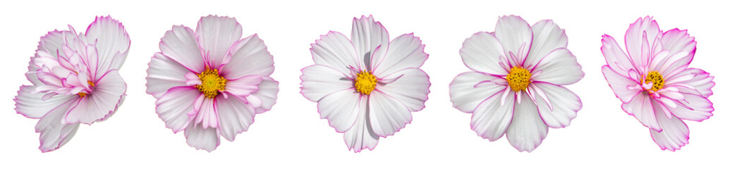 Set of isolated cosmos flowers of gentle pink color. Several cosmos flower blossom close-up,...