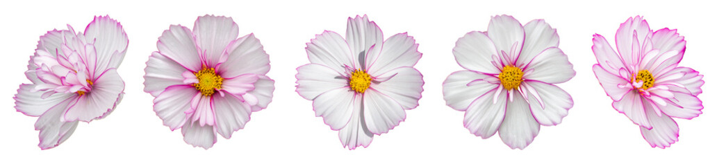 Set of isolated cosmos flowers of gentle pink color. Several cosmos flower blossom close-up, isolate for design