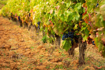 bunch of grapes on vineyard