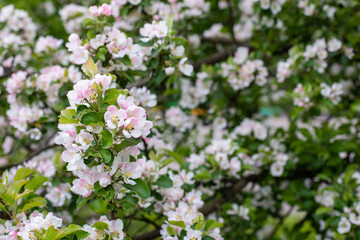 White-pink flowers of a blooming apple tree. Orchard blossom, background wallpaper nature