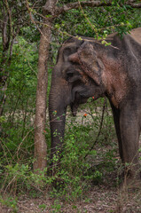 Fototapeta premium Sri Lankan Elephant- Yala National Park, Sri Lanka