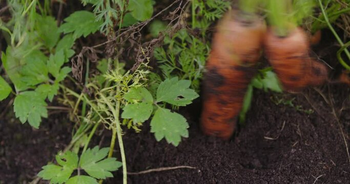 farmer harvesting carrots in the kitchen-garden