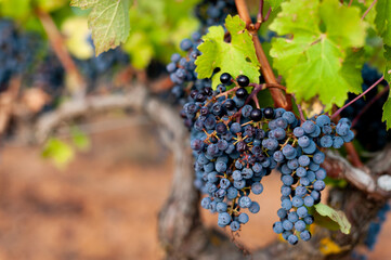 bunch of grapes on vineyard