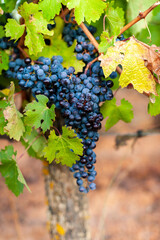 bunch of grapes on vineyard