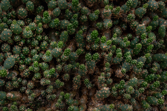 Top view of Cumulopuntia boliviana or chenille succulent plant in the botanical garden. Nature abstract background. No focus, specifically.