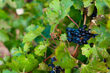 bunch of grapes on vineyard