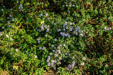 Цветы разные. Косиея. Сентябрины. Рудбегия