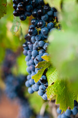 bunch of grapes on vineyard