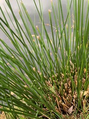Sharp green grass texture background