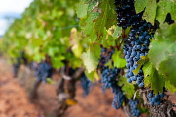 bunch of grapes on vineyard