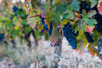 bunch of grapes on vineyard