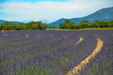 Fototapeta na wymiar Lavender fields of Provence