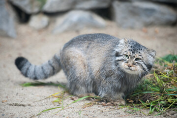 Naklejka na ściany i meble Pallas's cat (Otocolobus manul). Manul is living in the grasslands and montane steppes of Central Asia. Portrait of cute furry adult manul on the sand. Instinct to hunt