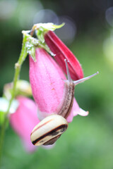 ホタルブクロとカタツムリ