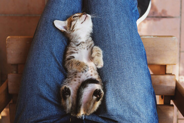 Adorable little tabby kitten lying on knees.