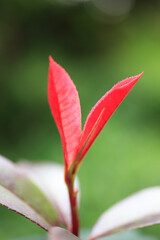 西洋紅かなめの新芽