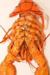Bottom Lobster