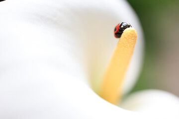 カラーとテントウ虫