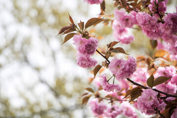Double cherry blossoms in full bloom
