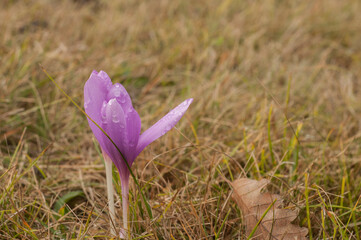Autumn crocus flower blooming on meadow closeup as floral background