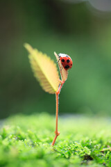 ケヤキの新芽にテントウ虫