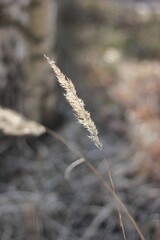 Finnish nature. Spring of 2020.