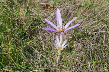 Obraz premium Autumn crocus flower blooming on meadow closeup as floral background
