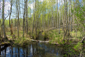 Obraz premium Forest area with streams and glades near Volozhin