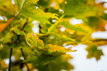 Colorful maple leaves in the autumn forest. Selective focus. Shallow depth of field.
