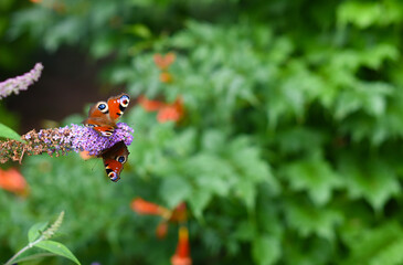 Beautiful colourful butterfly feeding nectar from a purple Buddleja davidii flower against a green bokeh background. Czech republic, Europe.