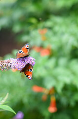 Beautiful colourful butterfly feeding nectar from a purple Buddleja davidii flower against a green...