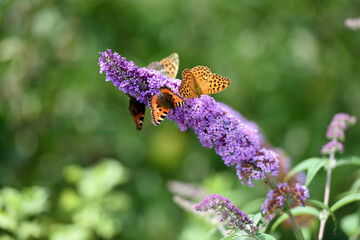 Beautiful colourful butterfly feeding nectar from a purple Buddleja davidii flower against a green bokeh background. Czech republic, Europe.