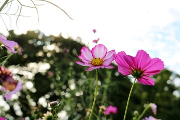 花　秋風に揺れるコスモス　