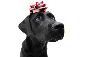 Black labrador present christmas, birthday or anniversary with a red ribbon over its head. Isolated on white background.