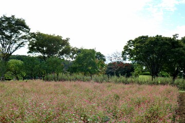 赤そば畑　風景　秋　
