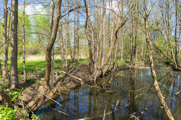 Forest area with streams and glades near Volozhin