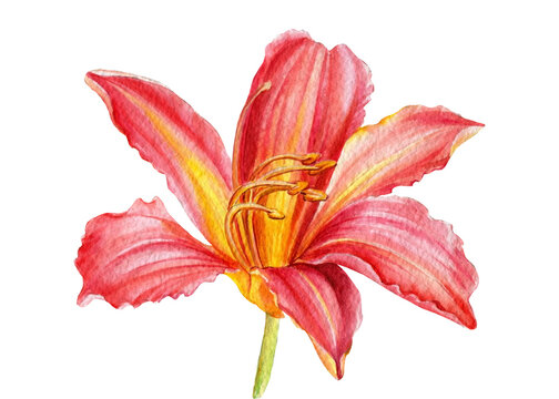 beautiful daylily flower on white background, watercolor botanical illustration, hand drawing