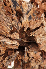 Dead dried tree bark with termite nest
