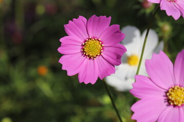秋の野原に咲くピンク色のコスモスの花
