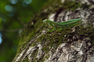 Mantises in the Forest